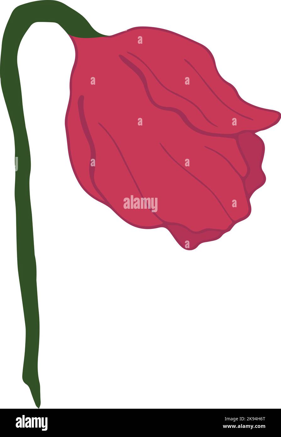 Illustrazione vettoriale disegnata a mano di fiore rosso isolato su sfondo bianco Illustrazione Vettoriale