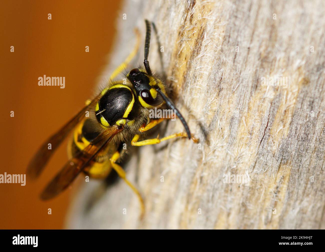 Fliegende Insekten. Wespe auf Totholz Foto Stock
