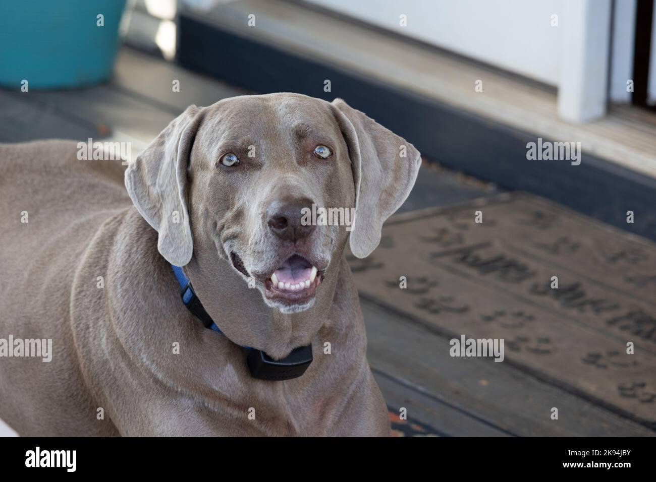 Un cane labrador grigio con un colletto blu adagiato su una superficie di legno di fronte ad una porta Foto Stock