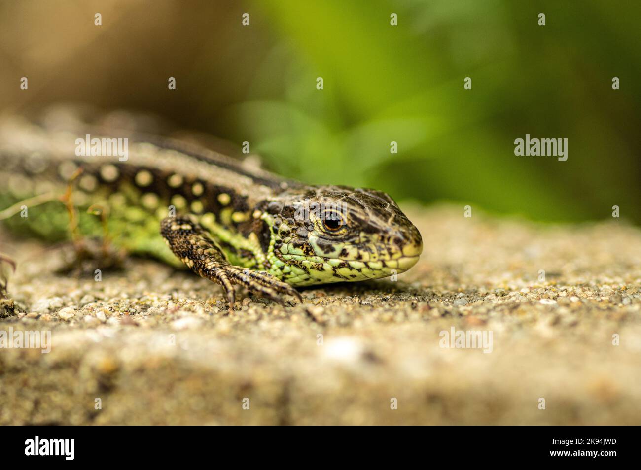 Un poco profondo fuoco di una lucertola di sabbia sul terreno sabbioso nel giardino con sfondo sfocato Foto Stock