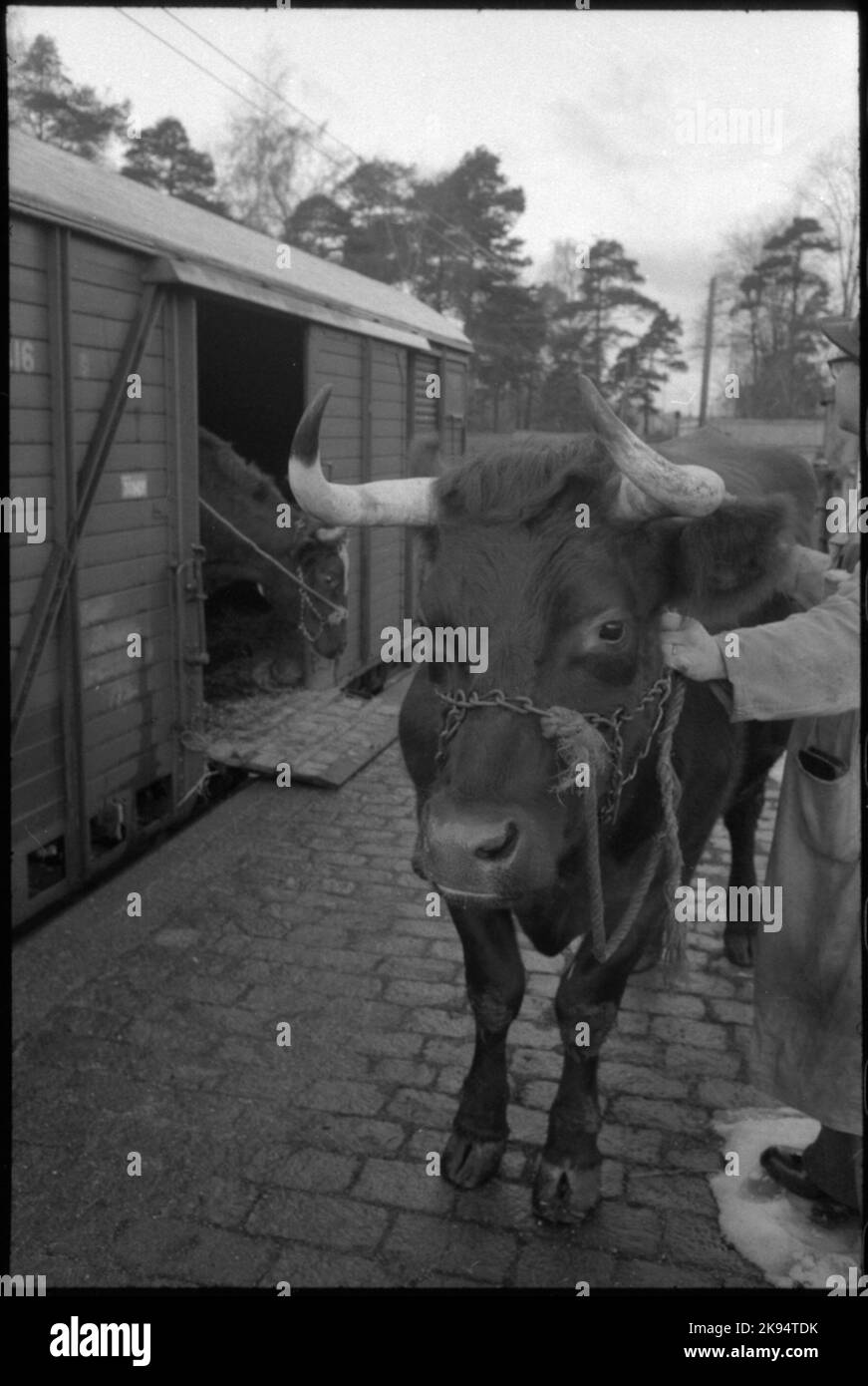 Djurtransport. Foto Stock