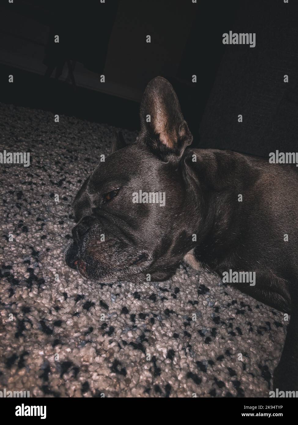 Un colpo verticale di un bel bulldog francese nero addormentato Foto Stock Un colpo verticale di un bel bulldog francese nero addormentato Foto Stock