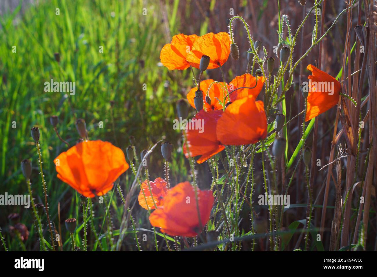 I tulipani rossi selvatici nel campo Foto Stock
