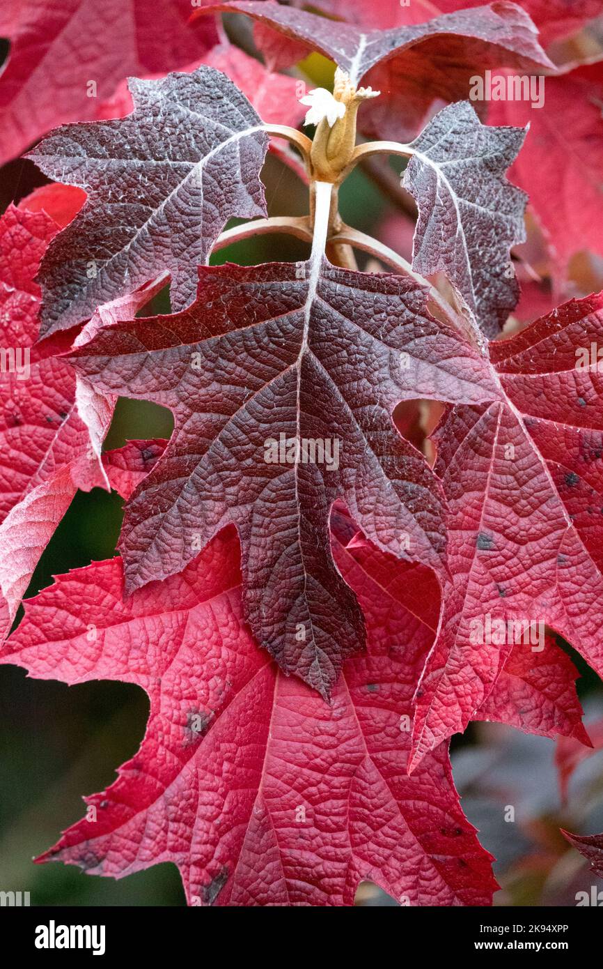 Oakleaf Hydrangea foglia, Rosso, foglie, Autunno, Hydrangea quercifolia, Rovere-leaved, colore Foto Stock