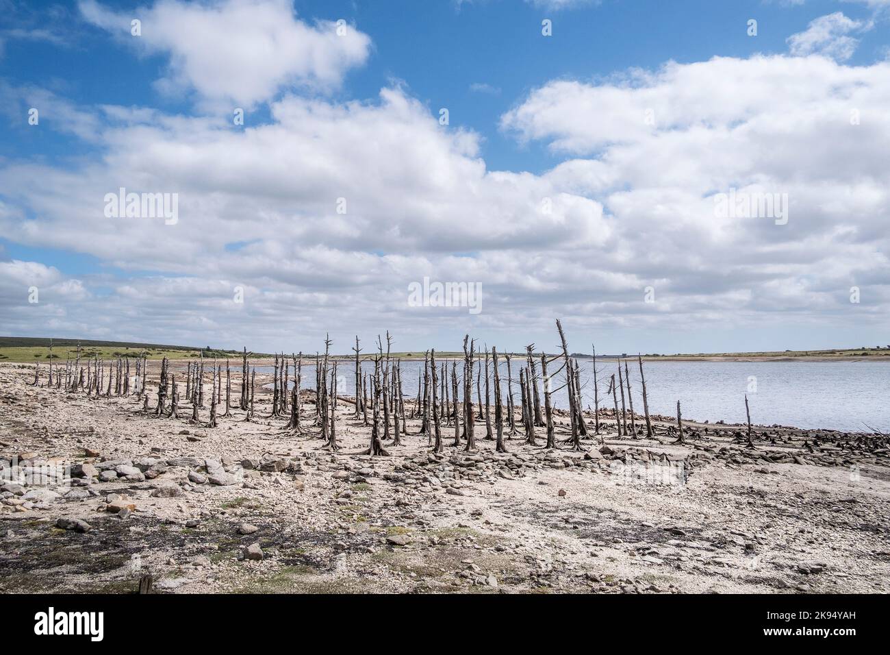 Uno stand di vecchi alberi scheletrici morti e pietre da vecchie strutture artificiali edifici muri esposti dalla caduta dei livelli di acqua causata da grave siccità co Foto Stock