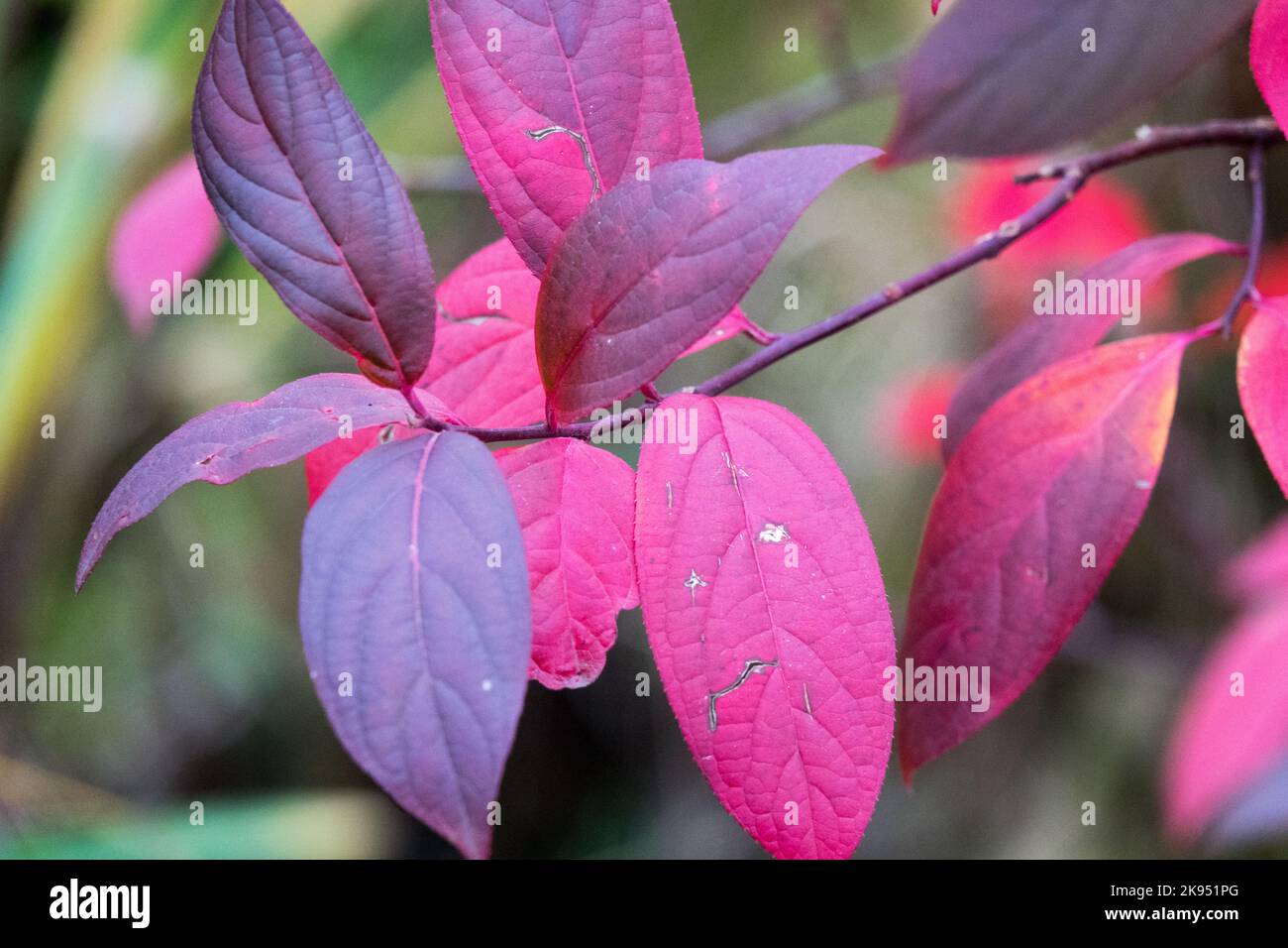 Palude Titi, legno di foglie, Autunno, Cirilla racemiflora, Autunno, Colore, foglie sul ramo Foto Stock