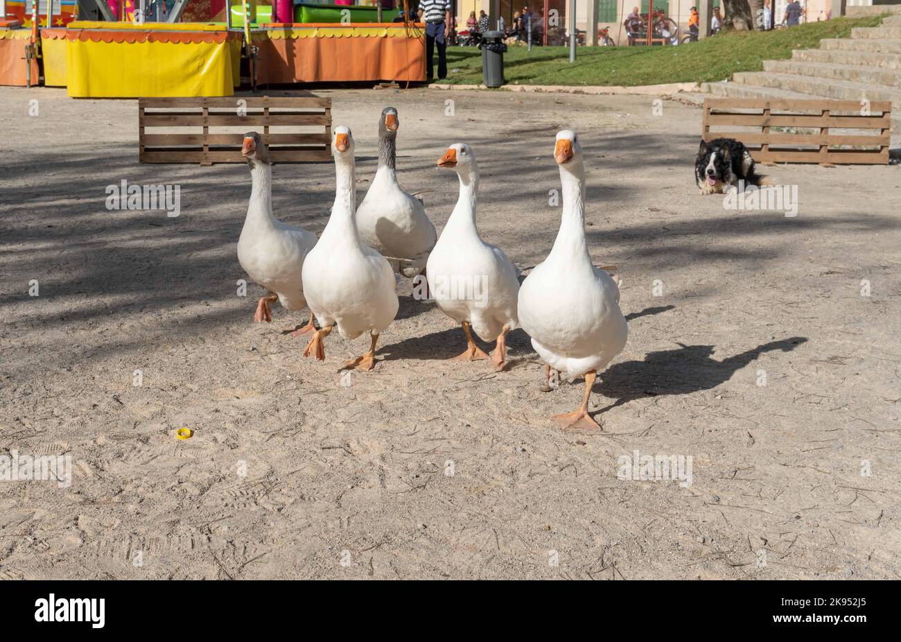 Fiera annuale della paprika, che si tiene nella città maiorchina di Felanitx, Spagna. Shepherd dog che esegue uno spettacolo d'oca Foto Stock