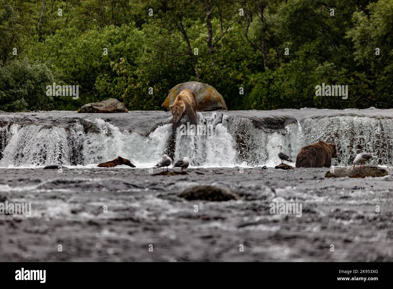 Orsi pesca in Alaska, USA Foto Stock Orsi pesca in Alaska, USA Foto Stock