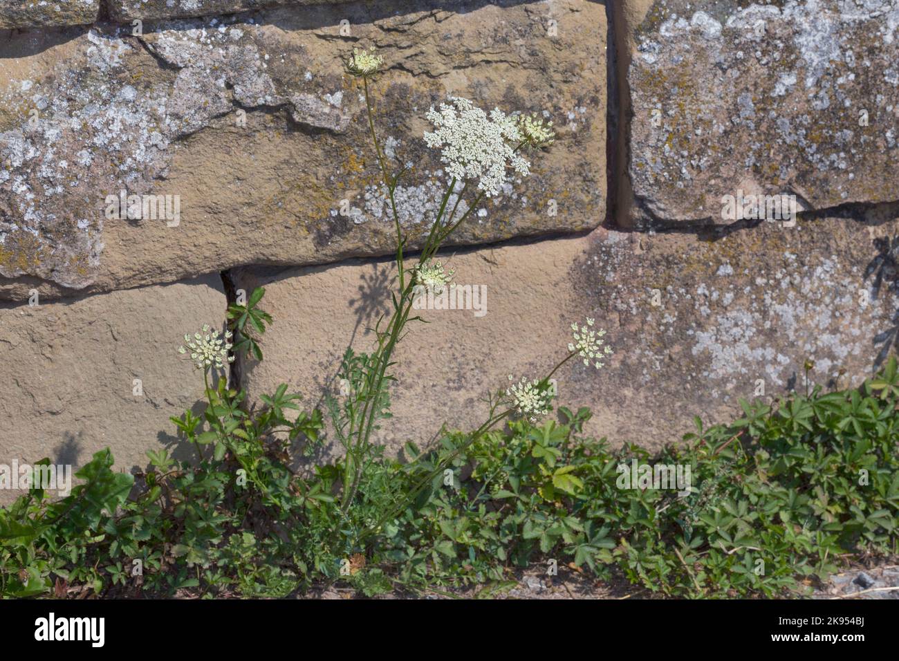 Il pizzo della regina Anna, carota selvatica (Daucus carota, Daucus carota subsp. Carota), cresce a un muro, in Germania Foto Stock