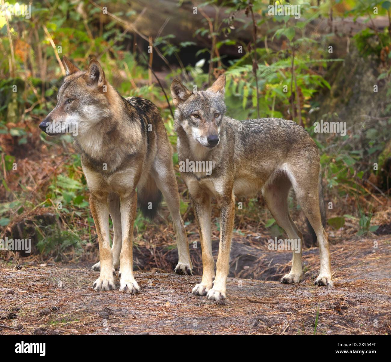 Lupo grigio europeo (Canis lupus lupus), due lupi vigile nella foresta, Germania Foto Stock