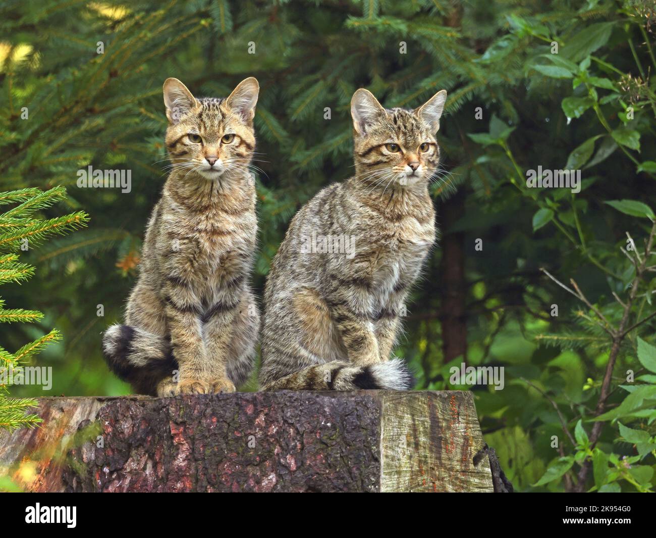 Gatto selvatico europeo, gatto selvatico della foresta (Felis silvestris silvestris), due gatti selvatici giovani siedono su un serpente dell'albero, Germania Foto Stock