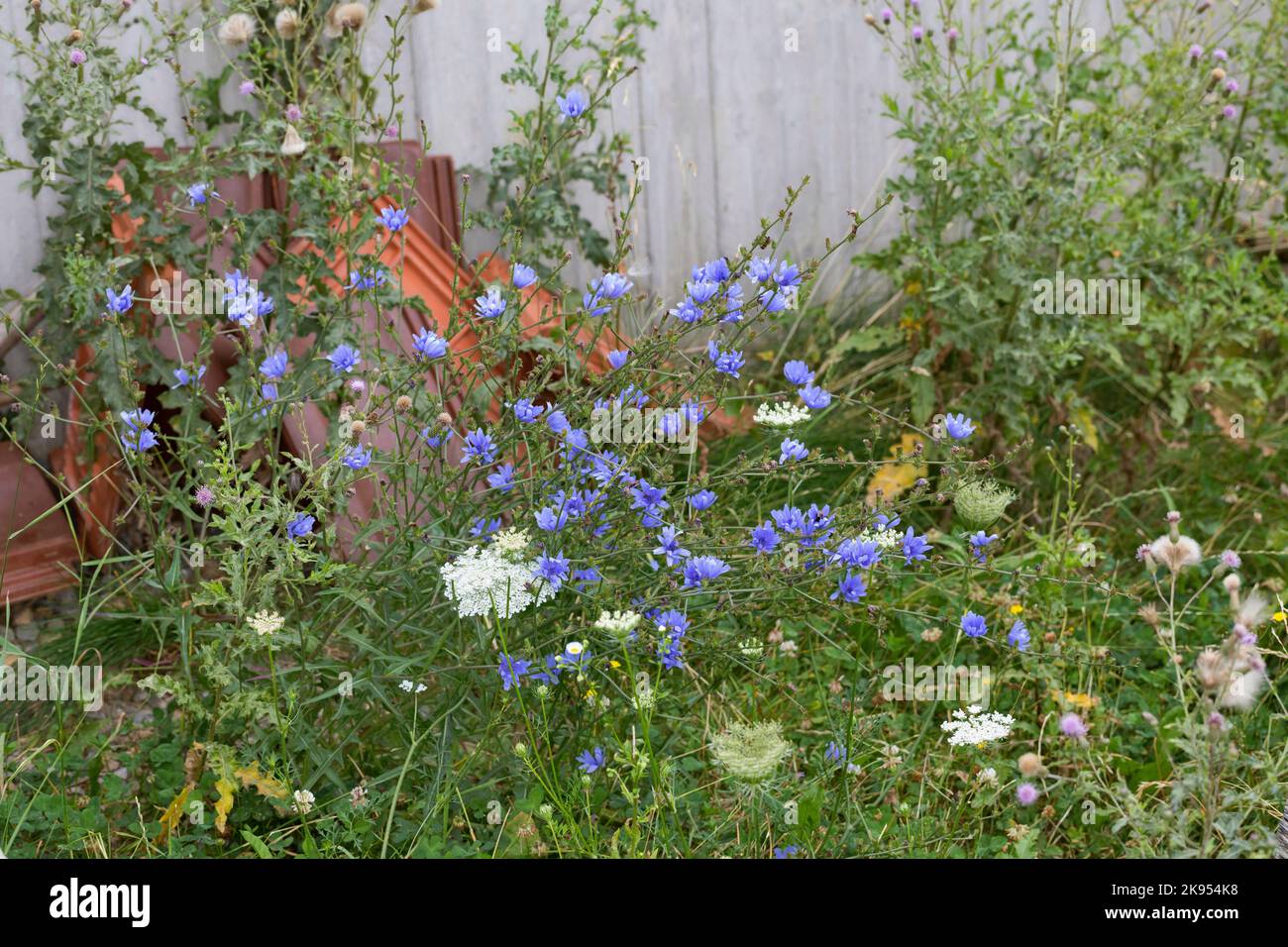 Marinai blu, cicoria comune, succoria selvatica (Cichorium intybus), fioritura su zona ruderale, Germania Foto Stock
