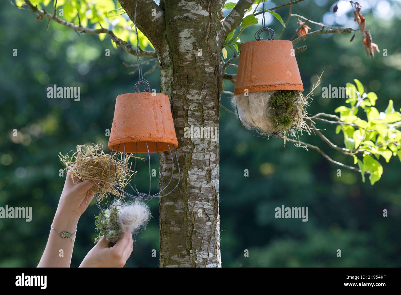 realizzazione di un dispenser per il materiale di nidificazione per uccelli o scoiattoli, fase 5: vaso di fiori è riempito di materiale di nidificazione e appeso, serie figura 5/5 Foto Stock