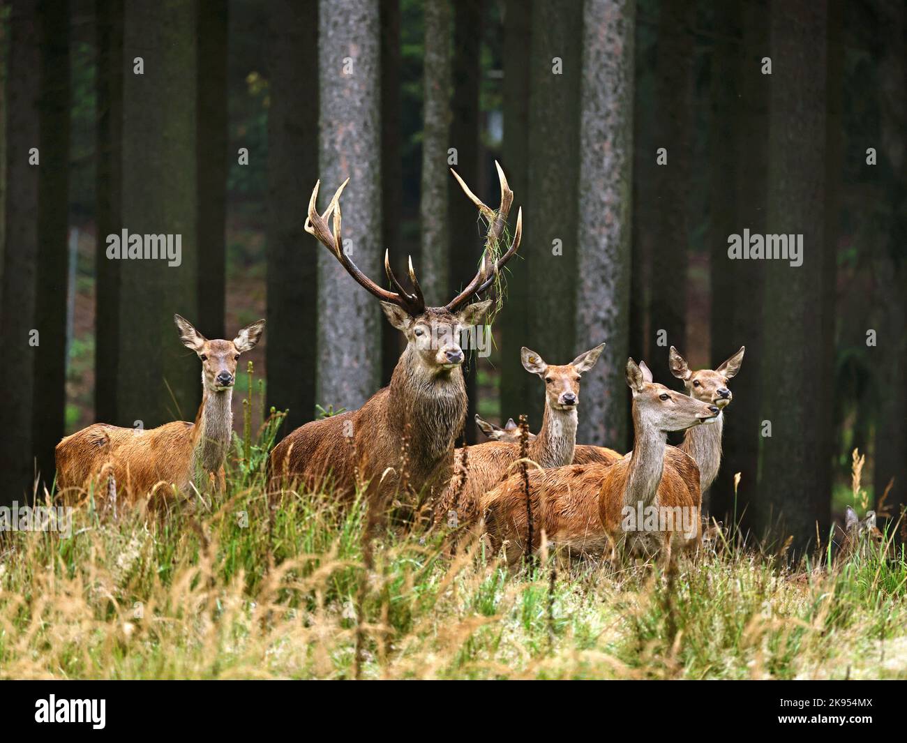 Cervo rosso (Cervus elaphus), mandria in erba alta in una radura, Germania Foto Stock