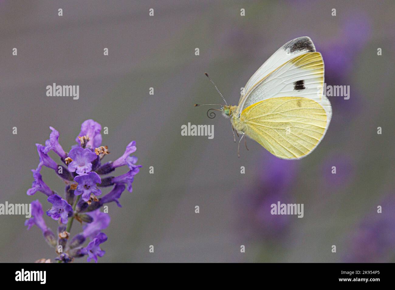 Piccolo bianco, farfalla di cavolo, Cabbageworm importato (Pieris rapae, Artogeia rapae), si avvicina a una lavanda fiorente, Germania, Baviera, Isental Foto Stock