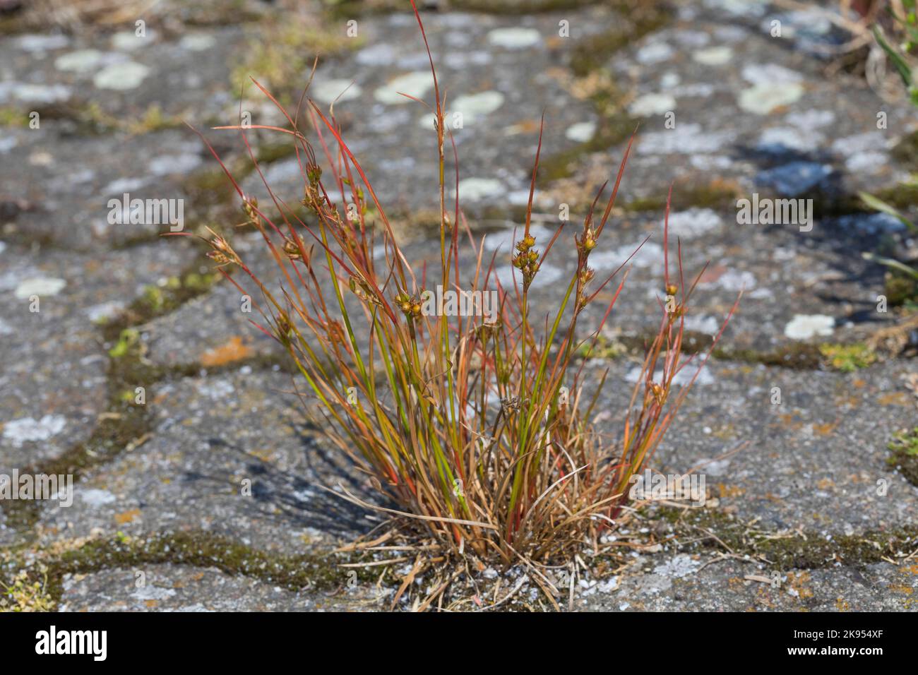 La corsa sottile, la corsa di percorso (Juncus tenuis), cresce nelle lacune di pavimentazione, la Germania Foto Stock