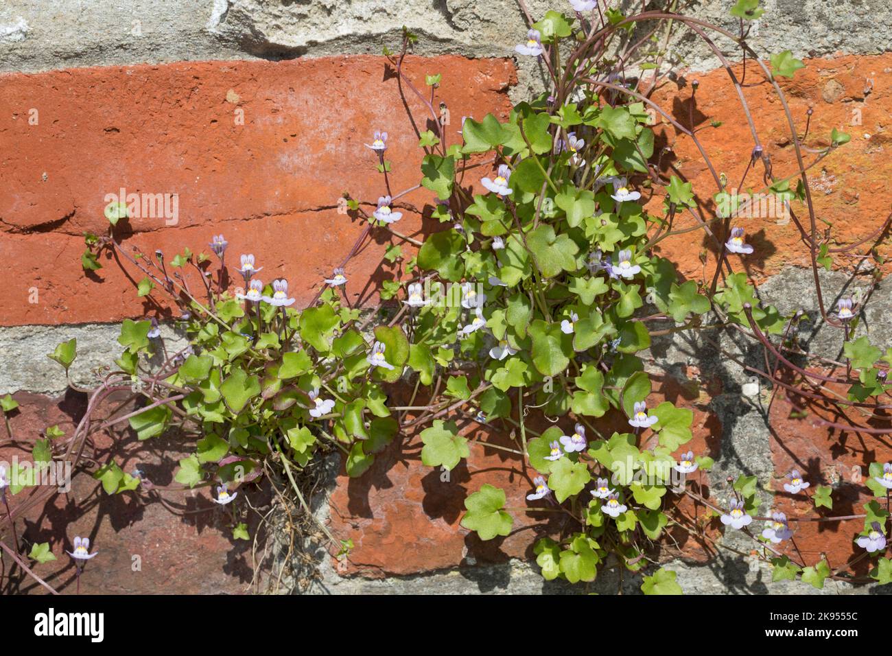 Edera di Kenilworth, toadflax di Ivy-leaved, edera di Coliseum (Cymbalaria muralis, Linaria muralis), su un muro, Germania Foto Stock