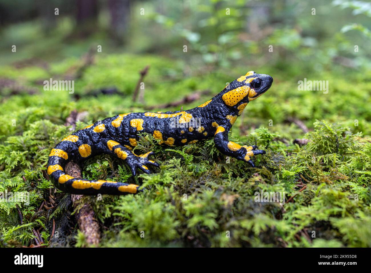Salamandra europea (Salamandra salamandra), maschio grande, a macchie, Germania, Baviera, Idental Foto Stock