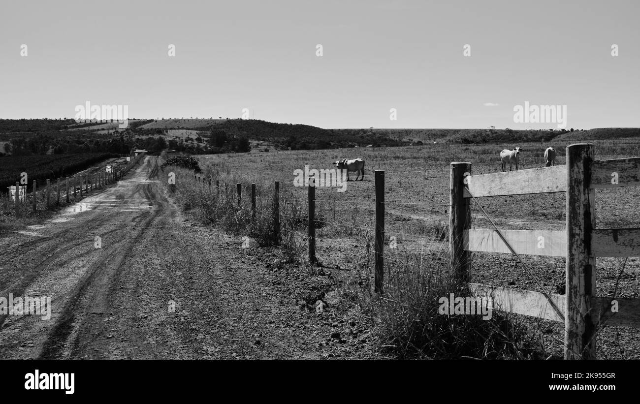Una scala di grigi di un paesaggio rurale con mucche al pascolo Foto Stock