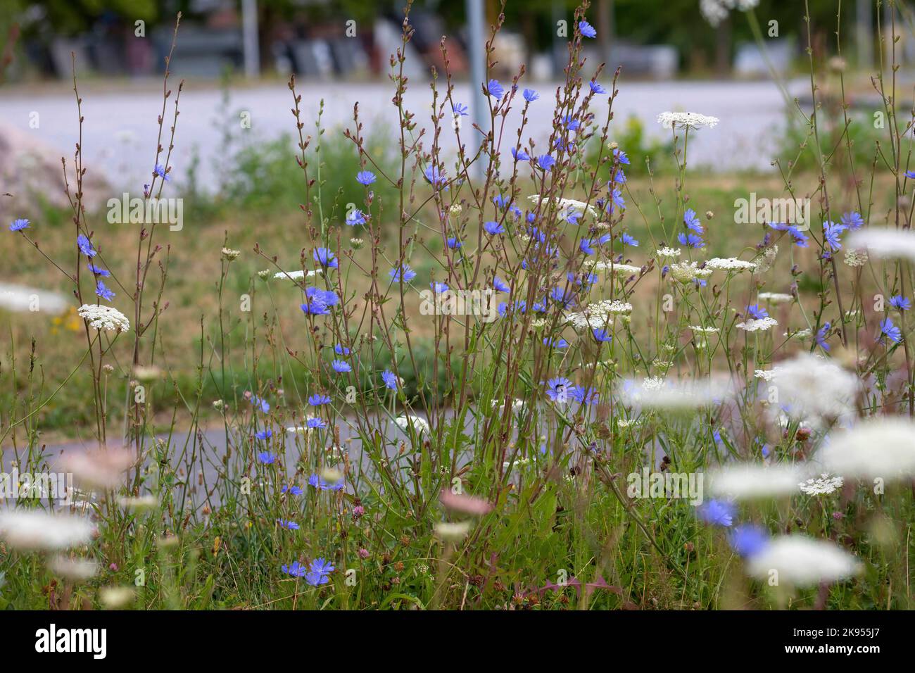 Marinai blu, cicoria comune, succoria selvatica (Cichorium intybus), fioritura su zona ruderale, Germania Foto Stock