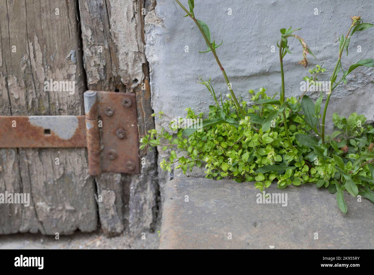 Comune di ceci (Stellaria media), cresce in spazi vuoti di pavimentazione insieme con il sorgo rosso, Rumex acetosella, Germania Foto Stock