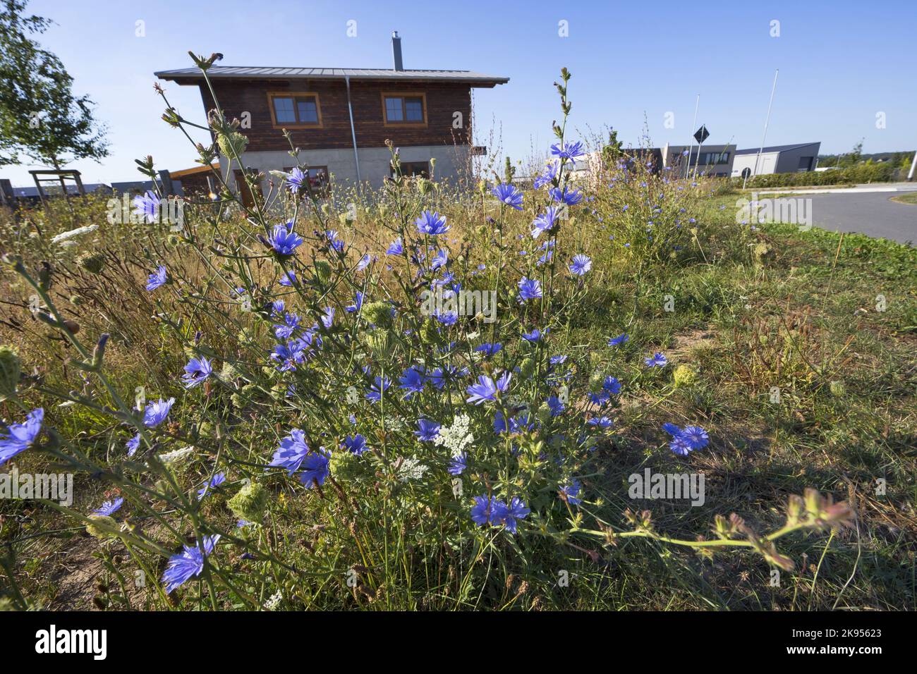 Marinai blu, cicoria comune, succoria selvatica (Cichorium intybus), fioritura su zona ruderale, Germania Foto Stock