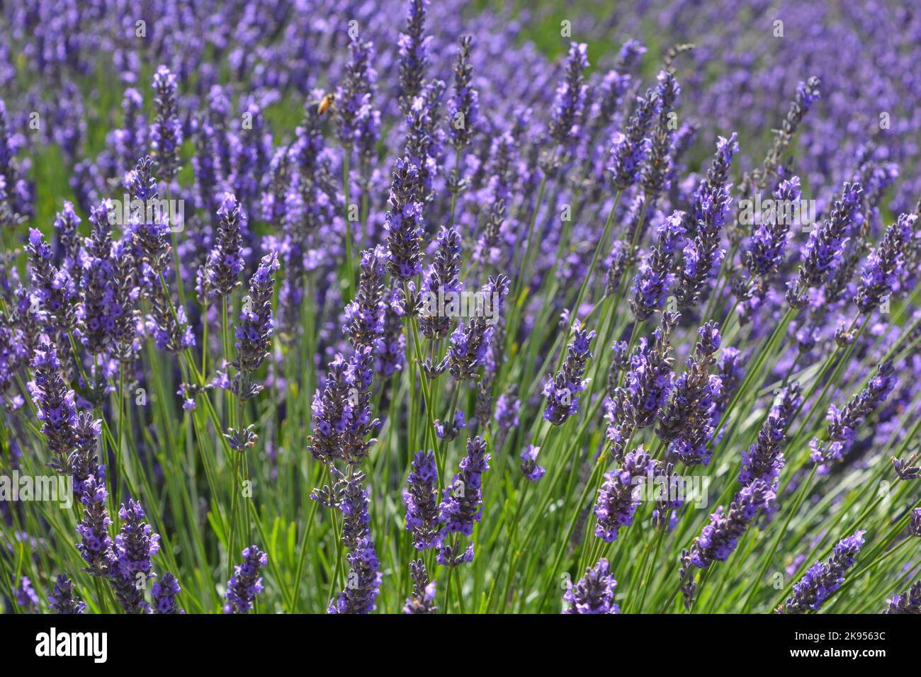 La lavanda fiorisce in estate Foto Stock