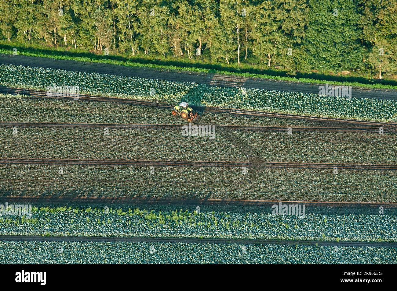 Trattore su campo vegetale, vista aerea, Belgio, Anversa, Kalmthout, Kalmthoutse Heide Foto Stock