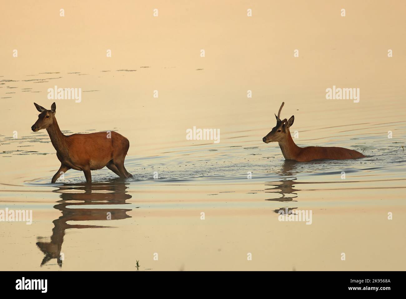 Cervo rosso (Cervus elaphus), cervo rosso in un laghetto poco profondo a Lausitz, Germania Foto Stock