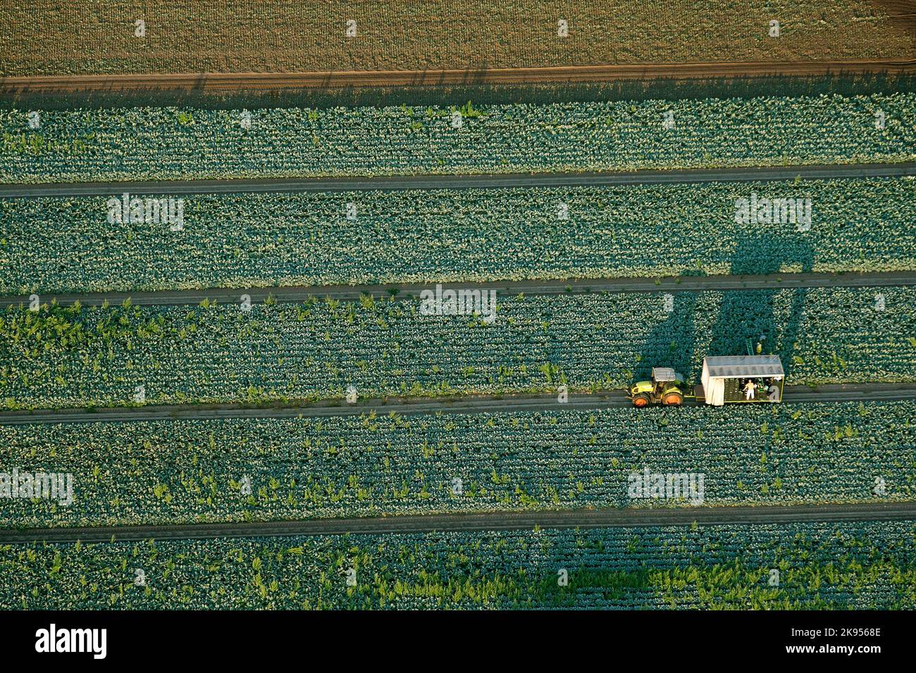Raccolta con trattore su campo vegetale, vista aerea, Belgio, Anversa, Kalmthout, Kalmthoutse Heide Foto Stock