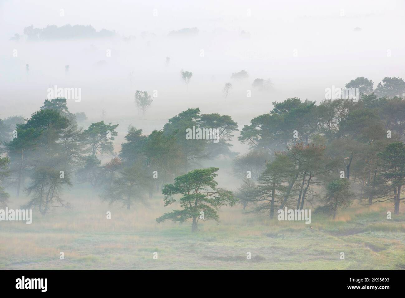 La nebbia copre la brughiera, la vista aerea, il Belgio, Anversa, Kalmthout, Kalmthoutse Heide Foto Stock