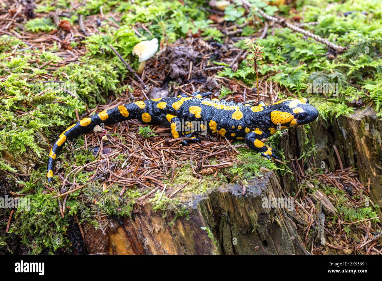 Salamandra europea (Salamandra salamandra), grande maschio nella sua biotopo, Germania, Baviera, Isentale Foto Stock