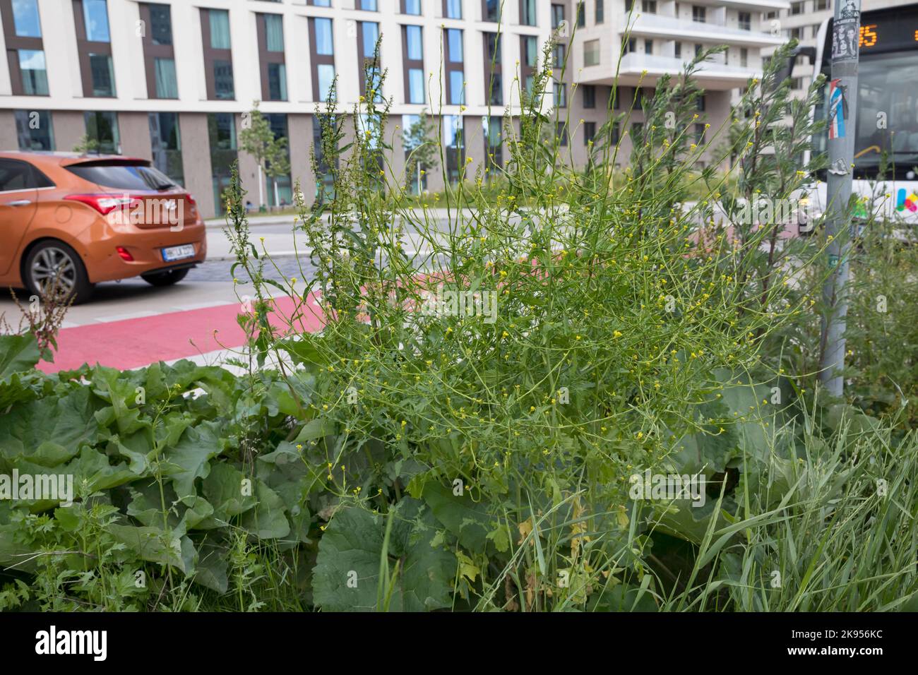 Senape comune di siepe, senape di siepe peloso (Sisymbarrium officinale), cresce accanto ad un marciapiede, Germania Foto Stock