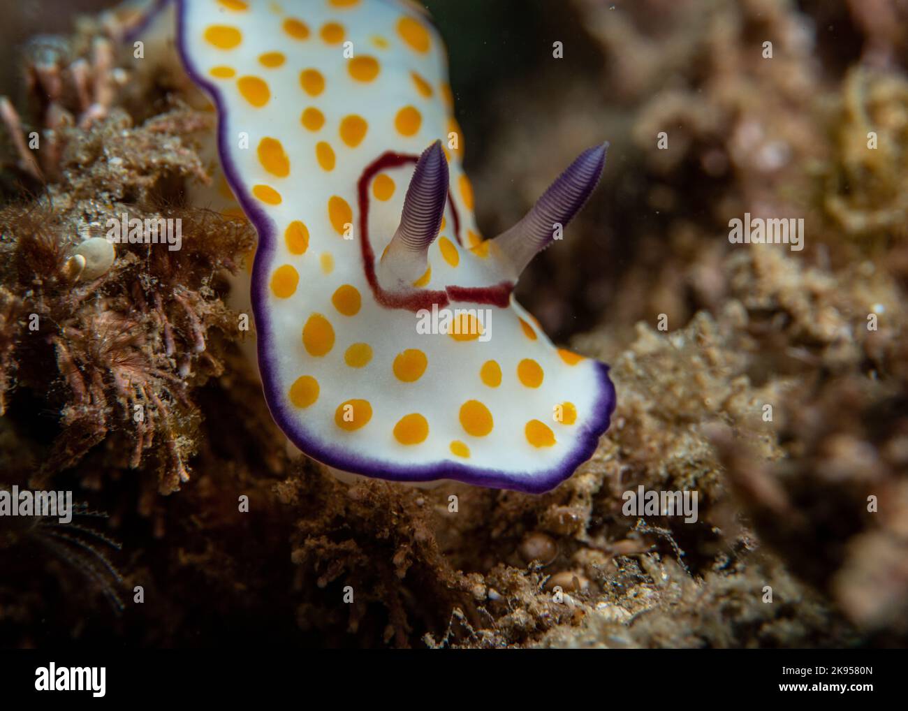 Un primo colpo di un goniobranchus anulatus slug di mare nella riserva naturale di Gador, Mikhmoret, Israele Foto Stock