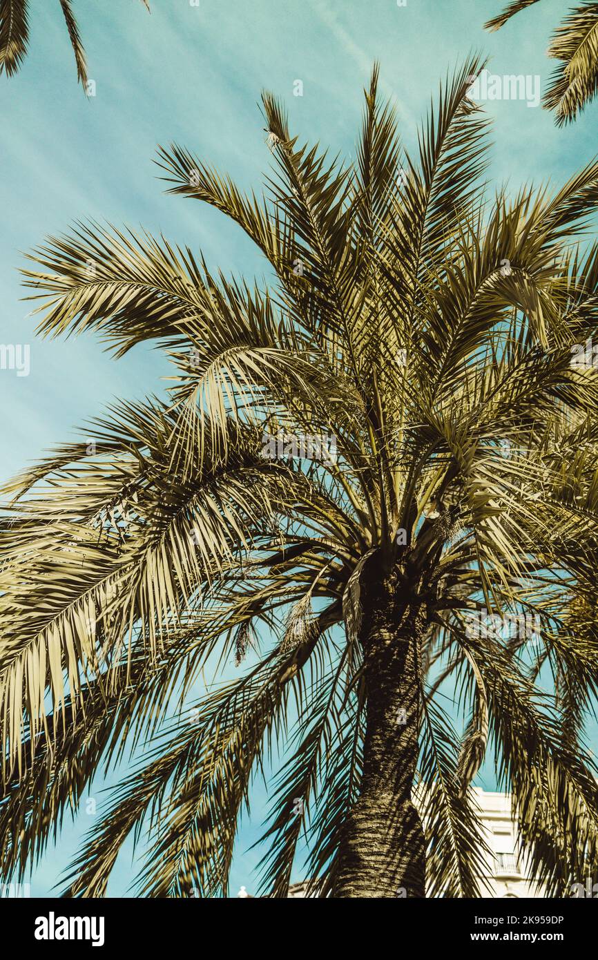 Silhouette di palma tropicale con luce solare al tramonto cielo e nuvoloso sfondo astratto. Vacanze estive e avventure all'aria aperta. Spazio di copia Foto Stock