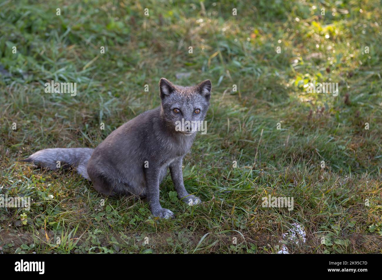 Una giovane volpe artica seduta in un campo erboso in autunno Foto Stock
