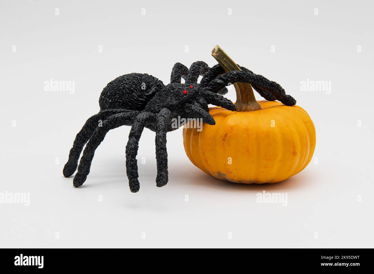 Ragno che sale su una zucca per Halloween Foto Stock