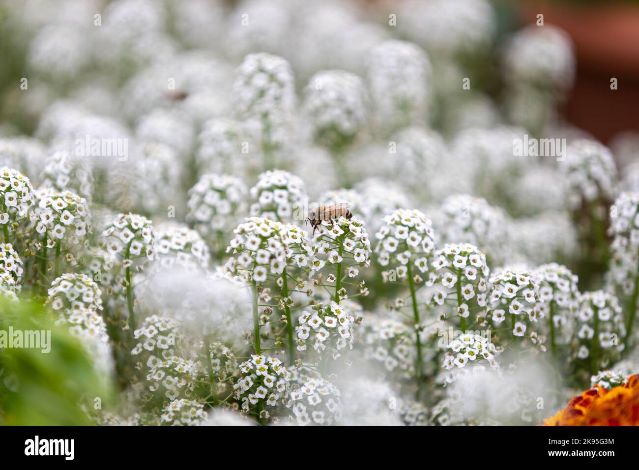 Fiore di Marigold nel mezzo del campo di Lobularia maritima Foto Stock