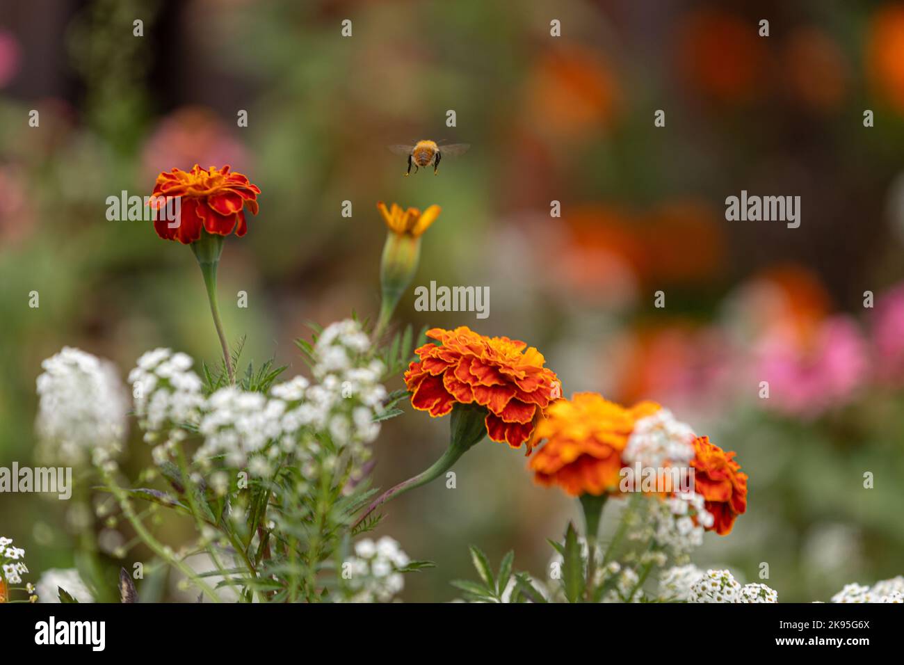Fiore di Marigold nel mezzo del campo di Lobularia maritima Foto Stock