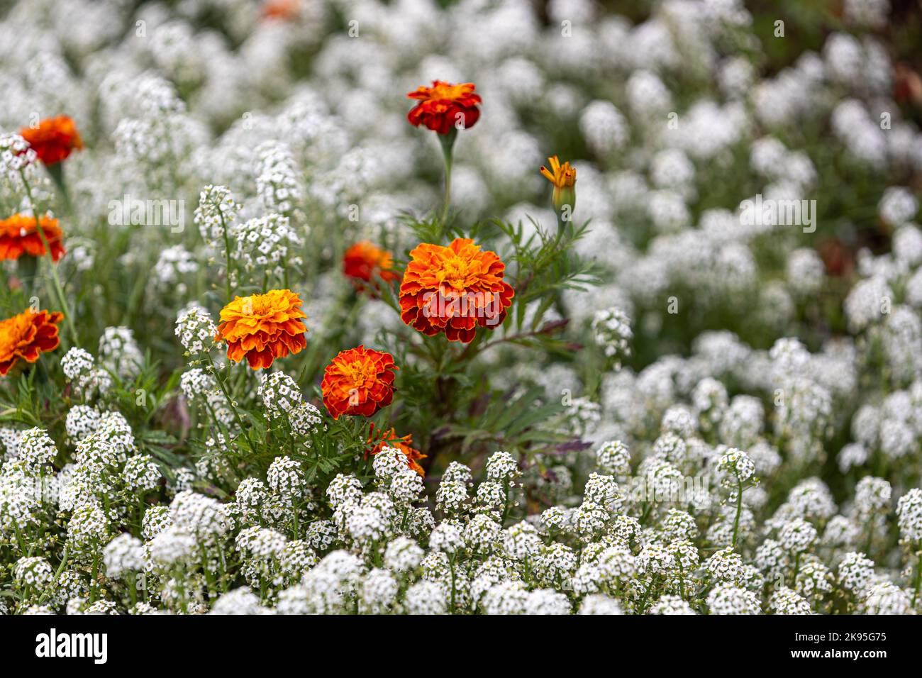 Fiore di Marigold nel mezzo del campo di Lobularia maritima Foto Stock