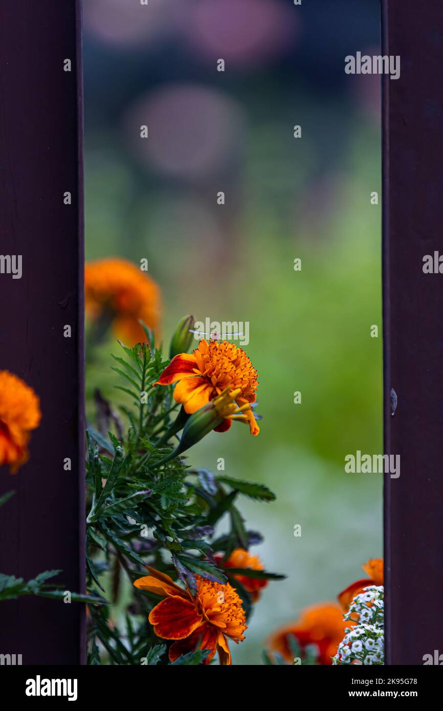 fiori aranciati africani in giardino Foto Stock