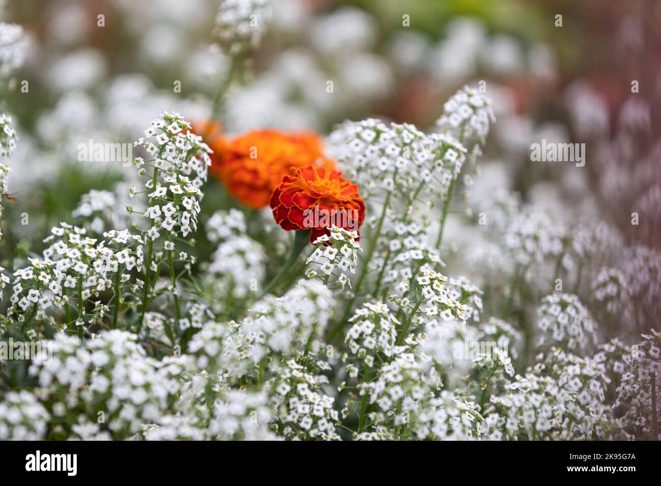 Fiore di Marigold nel mezzo del campo di Lobularia maritima Foto Stock