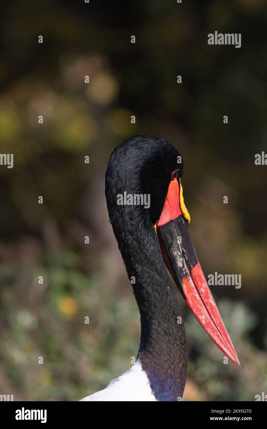 Ritratto della cicogna a sella, becco di sella (Ephippiorhynchus senegalensis) Foto Stock