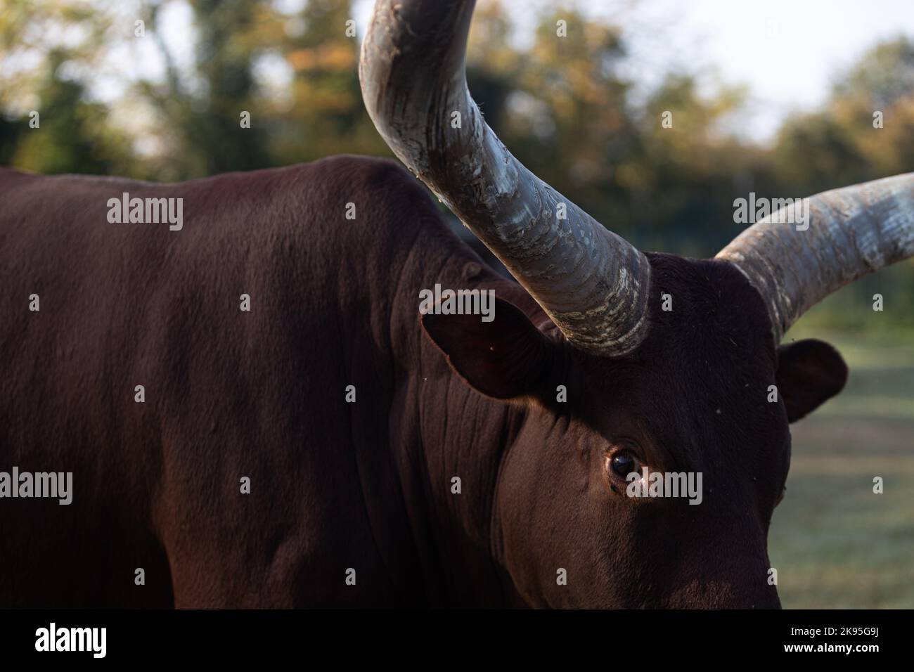 Ankole Watusi, bestiame con corna molto grandi Foto Stock