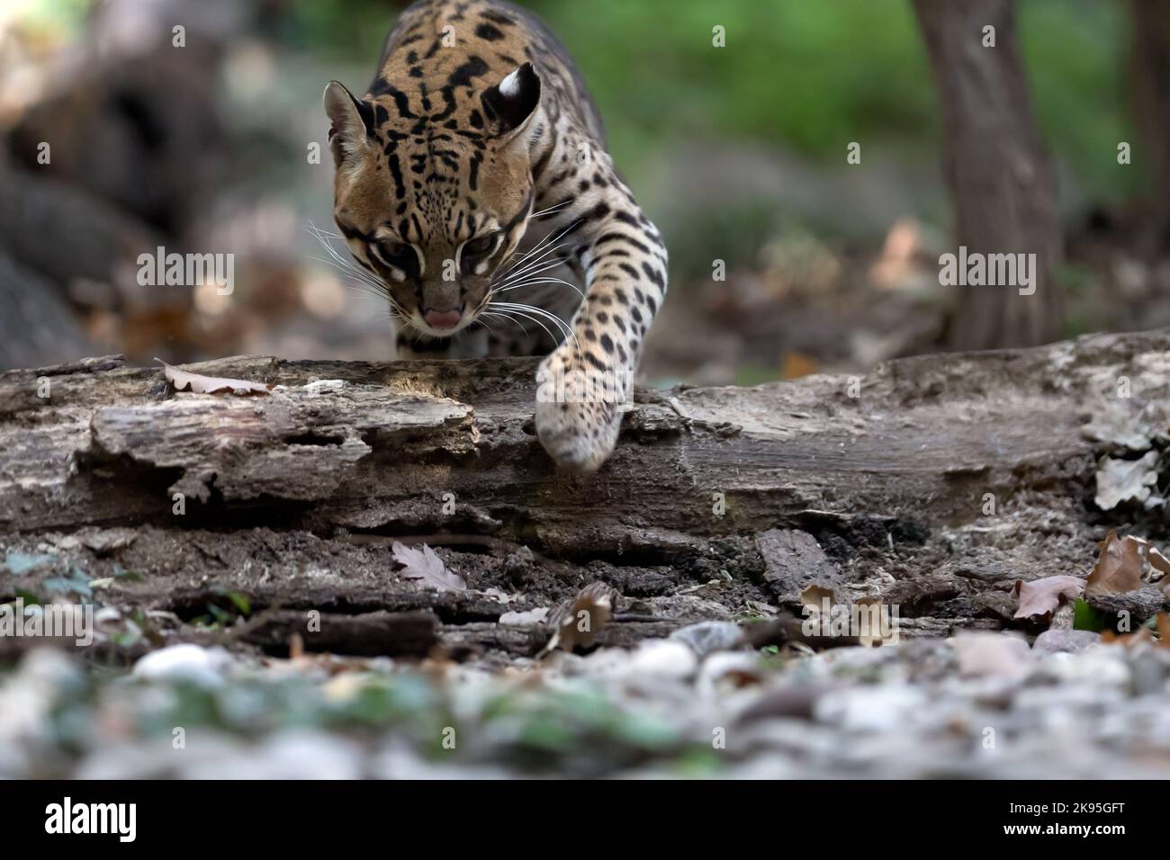 ocelot a piedi in una foresta Foto Stock