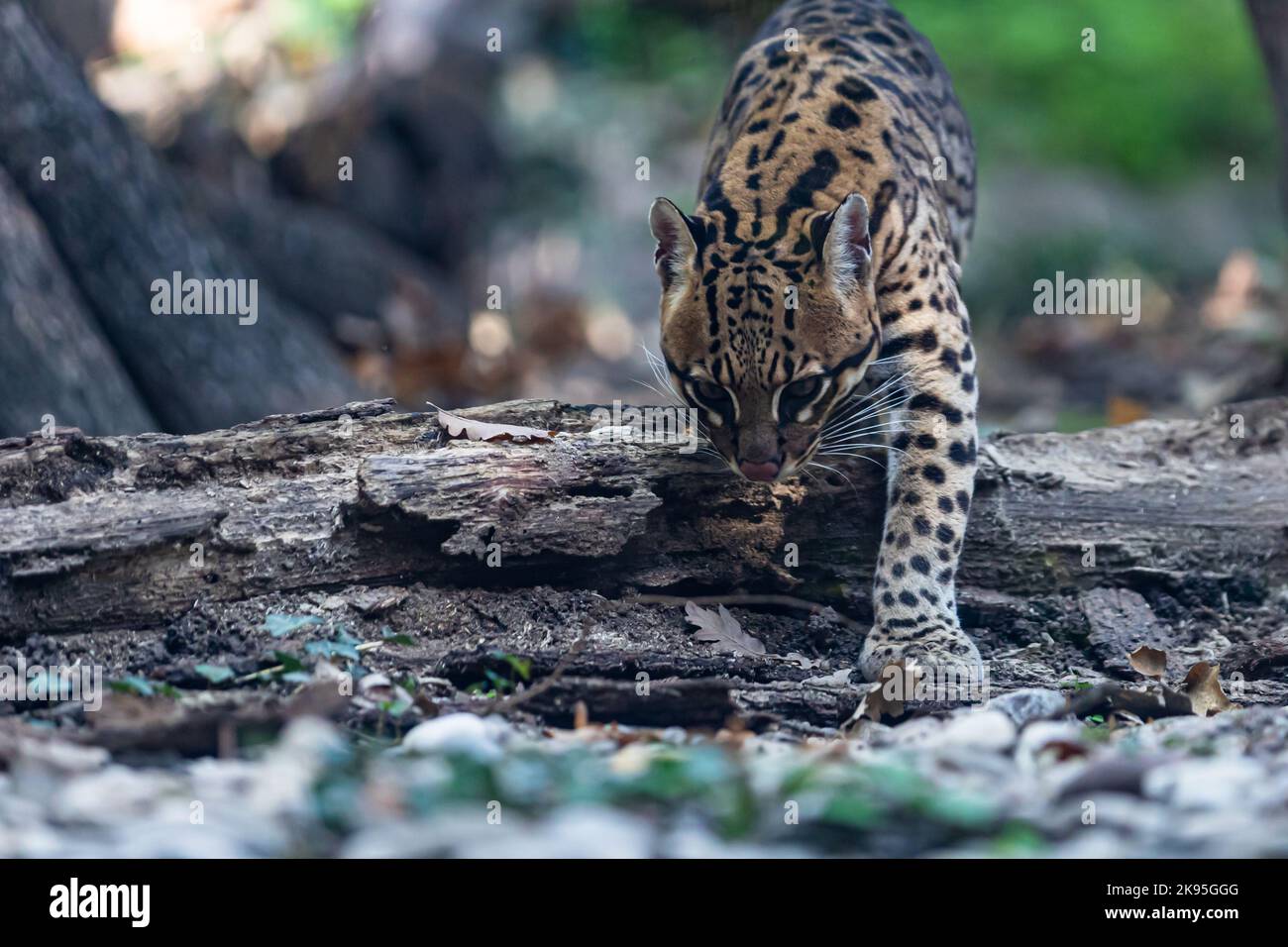 ocelot a piedi in una foresta Foto Stock