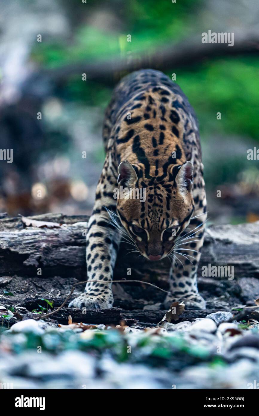 ocelot a piedi in una foresta Foto Stock