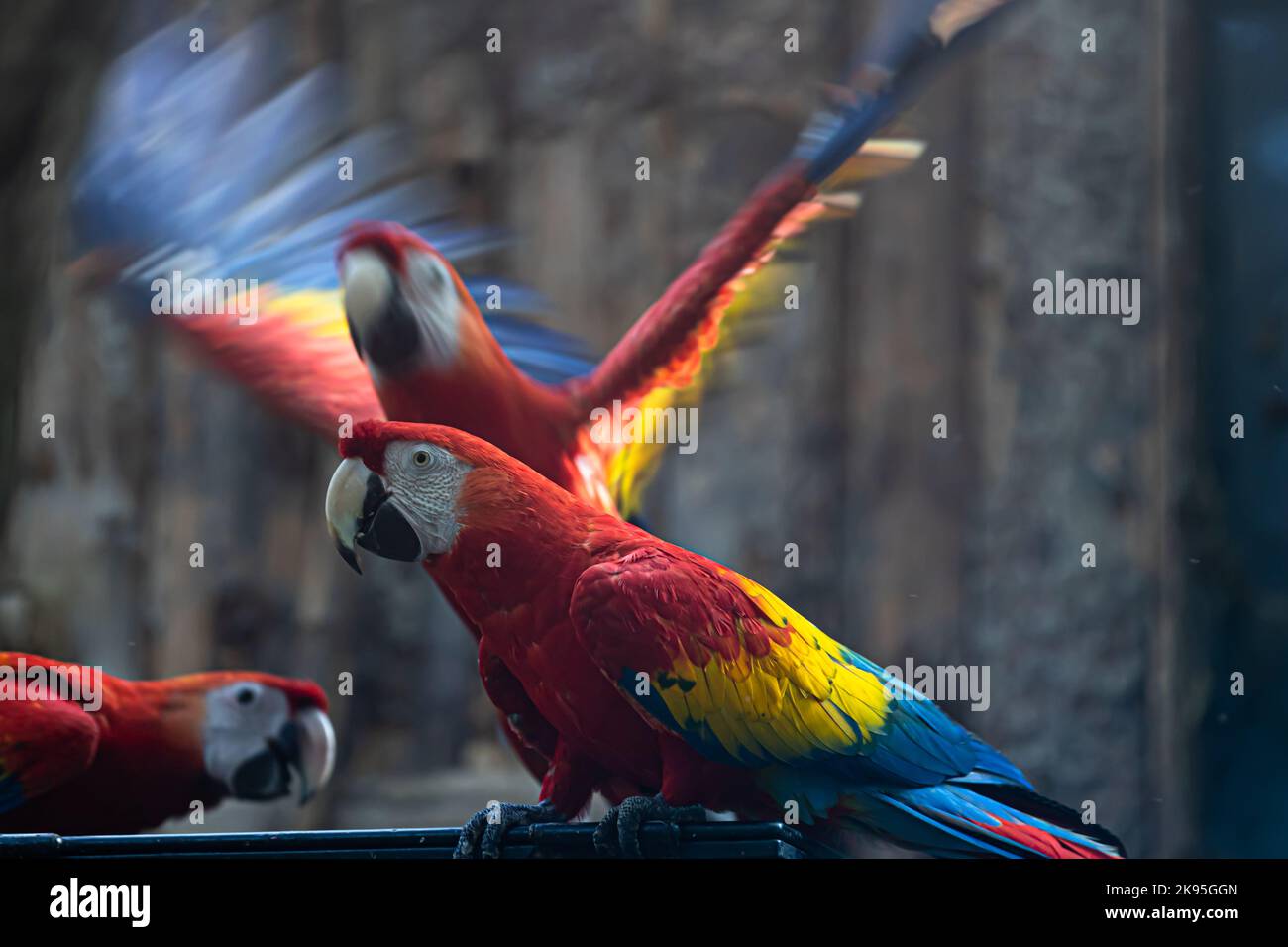 Tre pappagalli di macaw scarlatto (Ara macao) Foto Stock