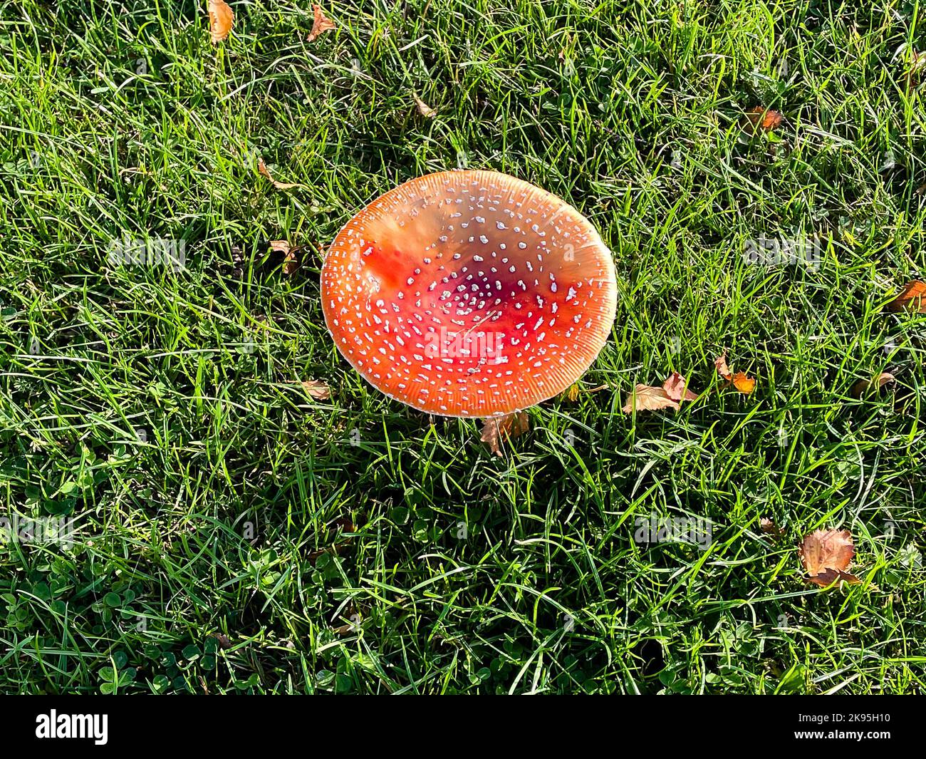 Uno sgabello da toadstool si trova su un prato verde. Foto Stock