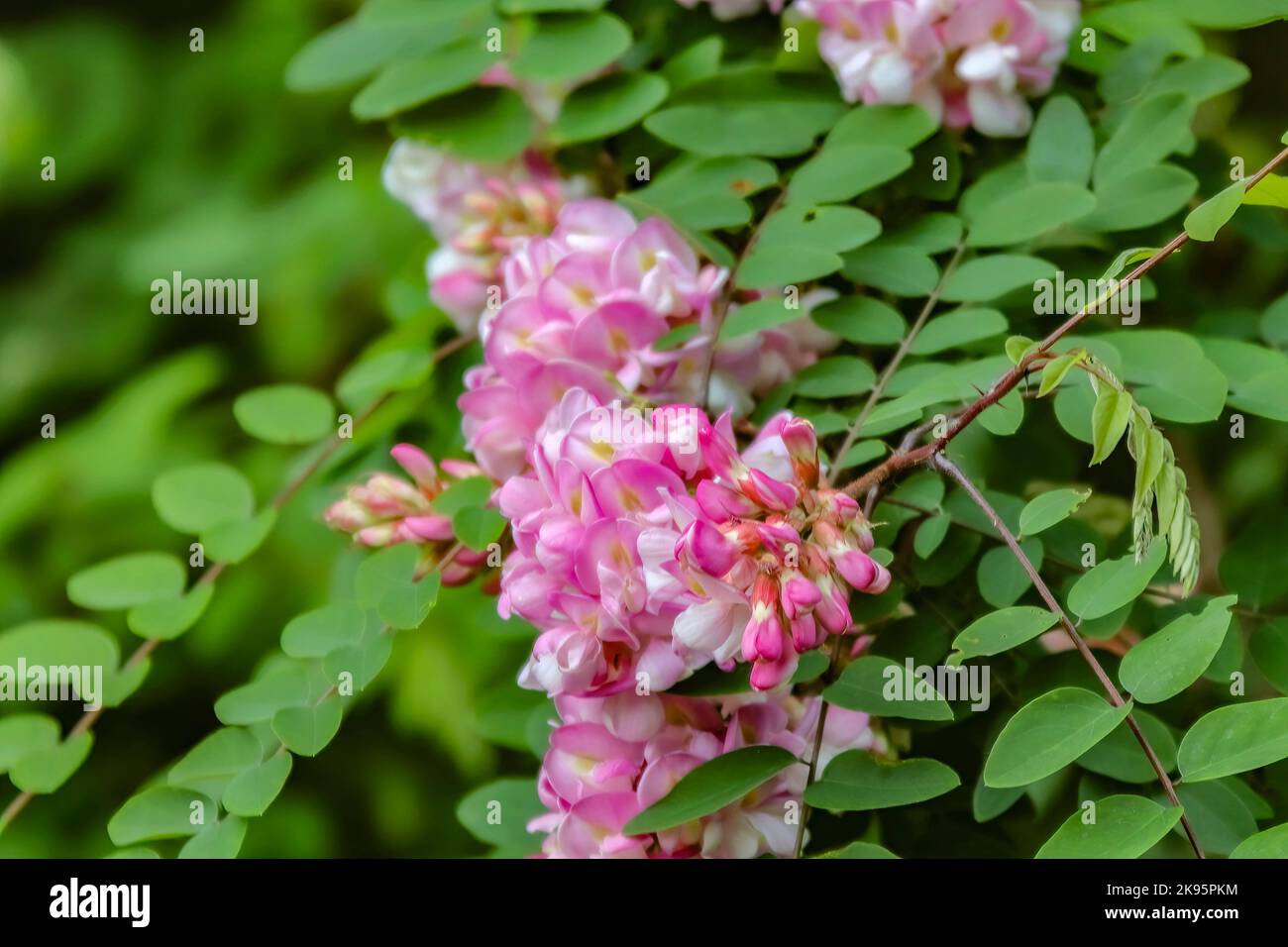 Un primo piano di pianta di Robinia hispida con foglie verdi e fondo sfocato Foto Stock